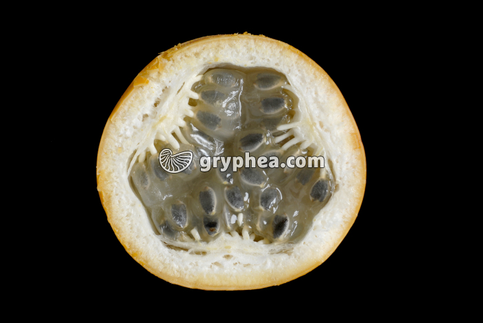 Grenadille CT - gryphea.com